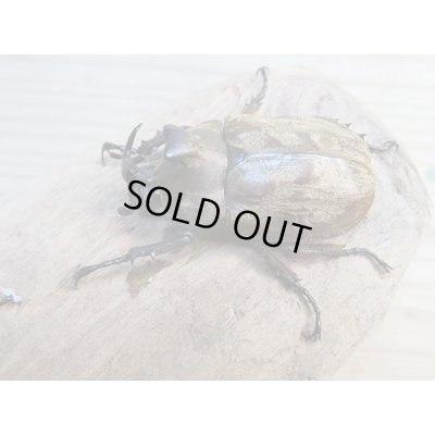 画像1: ☆新成虫☆サビイロカブト♂♀フリーサイズペア販売！！