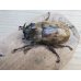 画像1: ☆新成虫☆サビイロカブト♂♀フリーサイズペア販売！！ (1)