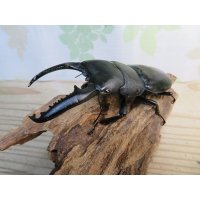 ☆大型個体☆パラワンオオヒラタクワガタ♂108ミリ♀48ミリ同腹ペア販売！！