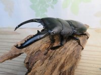 ☆大型個体☆パラワンオオヒラタクワガタ♂108ミリ♀48ミリ同腹ペア販売！！