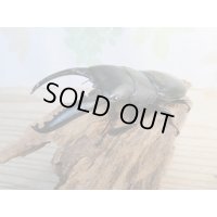 ☆大型個体☆パラワンオオヒラタクワガタ♂108ミリ♀48ミリ同腹ペア販売！！