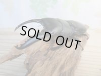 ☆大型個体☆パラワンオオヒラタクワガタ♂108ミリ♀48ミリ同腹ペア販売！！