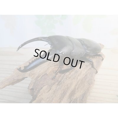 画像1: ☆大型個体☆パラワンオオヒラタクワガタ♂108ミリ♀48ミリ同腹ペア販売！！
