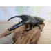 画像1: ☆大型個体☆パラワンオオヒラタクワガタ♂108ミリ♀48ミリ同腹ペア販売！！ (1)