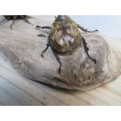 画像3: ☆新成虫☆サビイロカブト♂♀フリーサイズペア販売！！