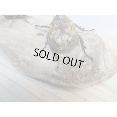 画像3: ☆新成虫☆サビイロカブト♂♀フリーサイズペア販売！！
