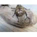画像3: ☆新成虫☆サビイロカブト♂♀フリーサイズペア販売！！ (3)