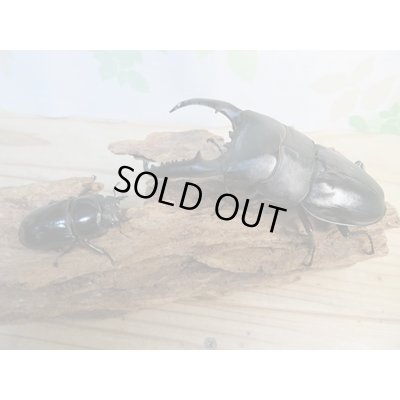 画像5: ☆大型個体☆パラワンオオヒラタクワガタ♂108ミリ♀48ミリ同腹ペア販売！！