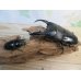 画像5: ☆大型個体☆パラワンオオヒラタクワガタ♂108ミリ♀48ミリ同腹ペア販売！！ (5)