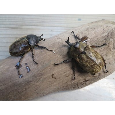 画像5: ☆新成虫☆サビイロカブト♂♀フリーサイズペア販売！！