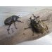 画像5: ☆新成虫☆サビイロカブト♂♀フリーサイズペア販売！！ (5)