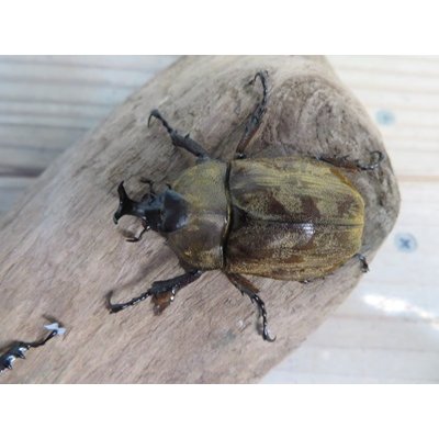 画像2: ☆新成虫☆サビイロカブト♂♀フリーサイズペア販売！！