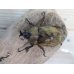 画像2: ☆新成虫☆サビイロカブト♂♀フリーサイズペア販売！！ (2)