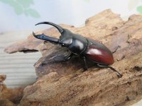 チベット産☆新成虫☆ドンキエールコクワガタ（赤ドンキ）♂57ミリ♀41ミリペア＋♀37ミリトリオ販売！！