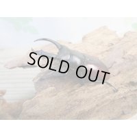 チベット産☆新成虫☆ドンキエールコクワガタ（赤ドンキ）♂57ミリ♀41ミリペア＋♀37ミリトリオ販売！！