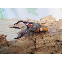 ☆美麗人気種☆新成虫！ミラビリスノコギリクワガタ♂63ミリ♀35ミリペア販売！！