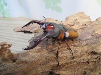 ☆美麗人気種☆新成虫！ミラビリスノコギリクワガタ♂63ミリ♀35ミリペア販売！！