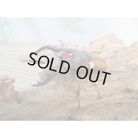 ☆美麗人気種☆新成虫！ミラビリスノコギリクワガタ♂63ミリ♀35ミリペア販売！！