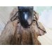 画像3: ☆新成虫☆マリンドッケオオヒラタクワガタ♂91ミリ♀42ミリペア販売！！ (3)