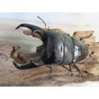 画像2: ☆新成虫☆マリンドッケオオヒラタクワガタ♂91ミリ♀42ミリペア販売！！