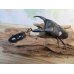 画像5: ☆新成虫☆マリンドッケオオヒラタクワガタ♂91ミリ♀42ミリペア販売！！ (5)