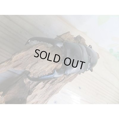 画像2: ☆大型個体☆パラワンオオヒラタクワガタ♂108ミリ♀48ミリ同腹ペア販売！！