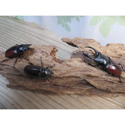画像5: チベット産☆新成虫☆ドンキエールコクワガタ（赤ドンキ）♂57ミリ♀41ミリペア＋♀37ミリトリオ販売！！