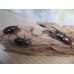 画像5: チベット産☆新成虫☆ドンキエールコクワガタ（赤ドンキ）♂57ミリ♀41ミリペア＋♀37ミリトリオ販売！！ (5)