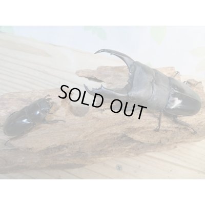 画像5: ☆新成虫☆テイオウヒラタクワガタ♂98ミリ♀42ミリペア7販売！！