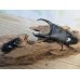 画像5: ☆新成虫☆テイオウヒラタクワガタ♂98ミリ♀42ミリペア7販売！！ (5)