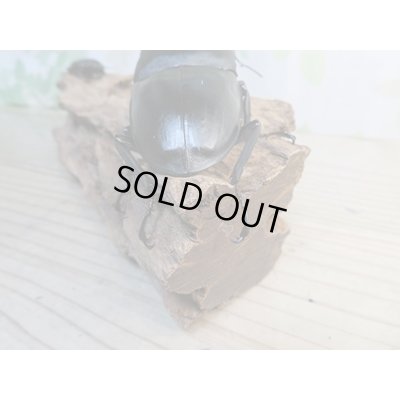 画像3: ☆大型個体☆パラワンオオヒラタクワガタ♂108ミリ♀48ミリ同腹ペア販売！！