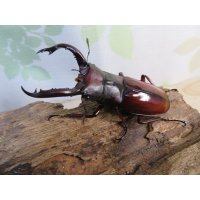 チベット産☆新成虫☆フォルスターフタマタクワガタ(亜種ニシ）♂65ミリ♀40ミリペア販売！！