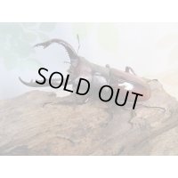 チベット産☆新成虫☆フォルスターフタマタクワガタ(亜種ニシ）♂65ミリ♀40ミリペア販売！！
