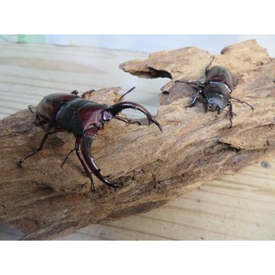 画像5: チベット産☆新成虫☆フォルスターフタマタクワガタ(亜種ニシ）♂65ミリ♀40ミリペア販売！！