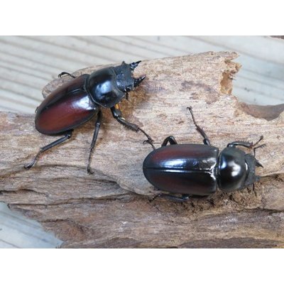 画像4: チベット産☆新成虫☆ドンキエールコクワガタ（赤ドンキ）♂57ミリ♀41ミリペア＋♀37ミリトリオ販売！！