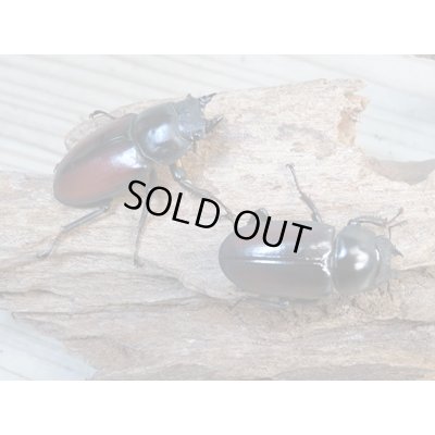 画像4: チベット産☆新成虫☆ドンキエールコクワガタ（赤ドンキ）♂57ミリ♀41ミリペア＋♀37ミリトリオ販売！！