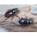 画像4: チベット産☆新成虫☆ドンキエールコクワガタ（赤ドンキ）♂57ミリ♀41ミリペア＋♀37ミリトリオ販売！！ (4)