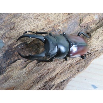画像2: チベット産☆新成虫☆ドンキエールコクワガタ（赤ドンキ）♂57ミリ♀41ミリペア＋♀37ミリトリオ販売！！