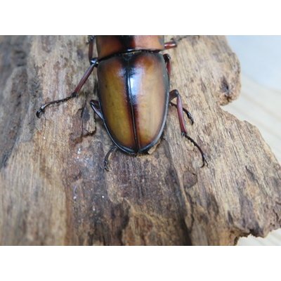 画像3: ☆美麗人気種☆新成虫！ミラビリスノコギリクワガタ♂63ミリ♀35ミリペア販売！！