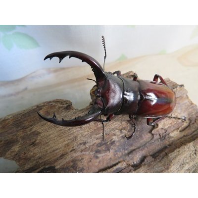 画像2: チベット産☆新成虫☆フォルスターフタマタクワガタ(亜種ニシ）♂65ミリ♀40ミリペア販売！！