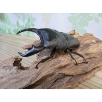 ☆新成虫☆マリンドッケオオヒラタクワガタ♂91ミリ♀42ミリペア販売！！