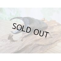 ☆新成虫☆マリンドッケオオヒラタクワガタ♂91ミリ♀42ミリペア販売！！