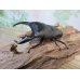 画像1: ☆新成虫☆マリンドッケオオヒラタクワガタ♂91ミリ♀42ミリペア販売！！ (1)