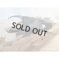 ☆新成虫☆テイオウヒラタクワガタ♂98ミリ♀42ミリペア7販売！！