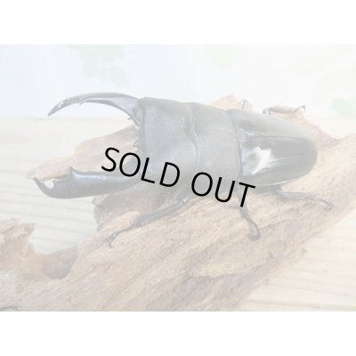 画像1: ☆新成虫☆テイオウヒラタクワガタ♂98ミリ♀42ミリペア7販売！！
