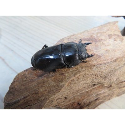 画像4: ☆新成虫☆マリンドッケオオヒラタクワガタ♂91ミリ♀42ミリペア販売！！