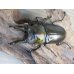 画像2: 美麗大型！！新成虫☆タイ産☆ババオウゴンオニクワガタ♂72ミリ♀47.5ミリペア販売！！ (2)
