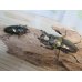 画像5: 美麗大型！！新成虫☆タイ産☆ババオウゴンオニクワガタ♂72ミリ♀47.5ミリペア販売！！ (5)