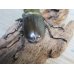 画像3: 美麗大型！！新成虫☆タイ産☆ババオウゴンオニクワガタ♂72ミリ♀47.5ミリペア販売！！ (3)