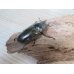画像4: 美麗大型！！新成虫☆タイ産☆ババオウゴンオニクワガタ♂72ミリ♀47.5ミリペア販売！！ (4)